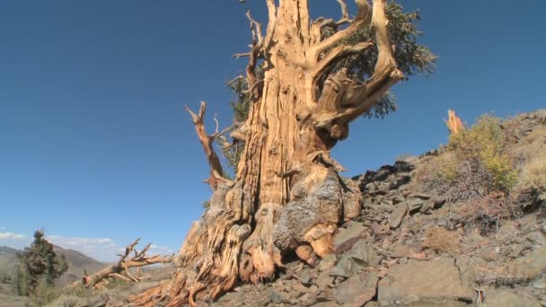 Bomen groeien in de witte bergen — Stockvideo