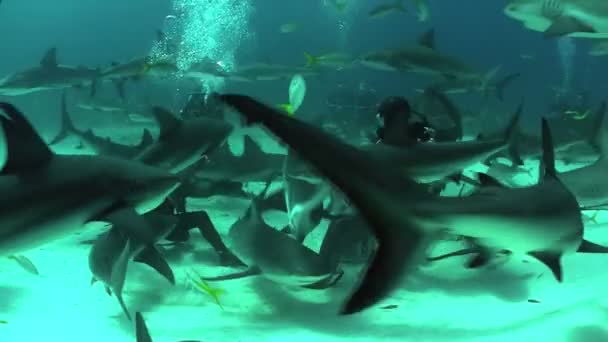 Requins nageant autour des plongeurs — Video