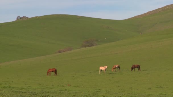 Paarden grazen in velden — Stockvideo