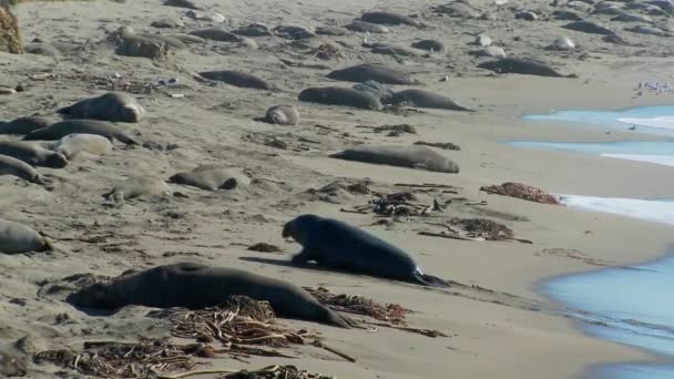 Морские слоны двигаются вверх по пляжу — стоковое видео