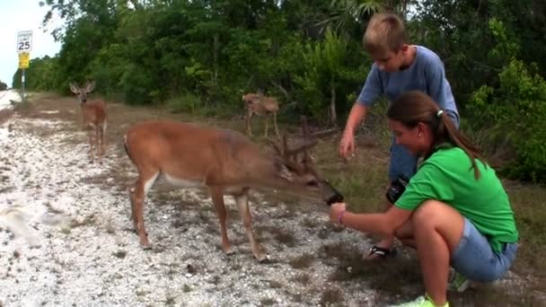 Les gens nourrissent les cerfs — Video