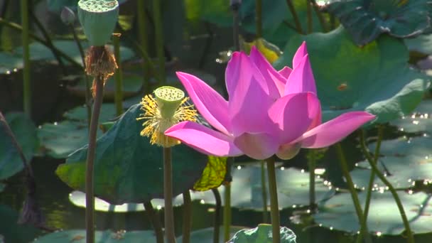 A pink  water lily bobs — Stock Video