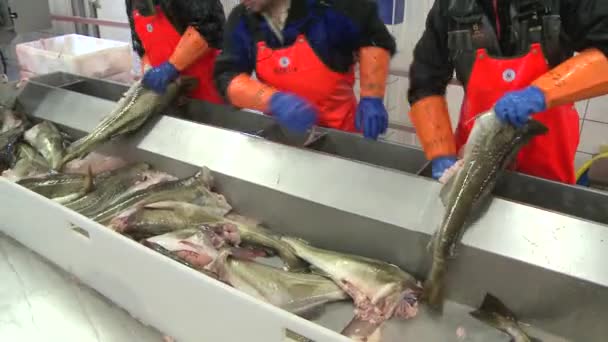 Homens cortando peixes na fábrica — Vídeo de Stock