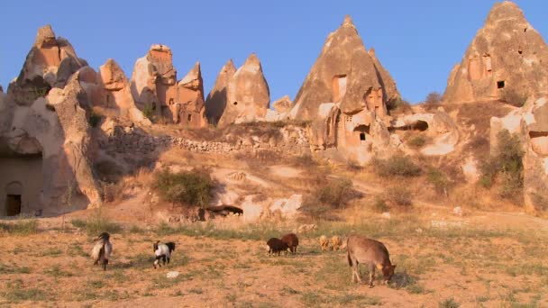 Cows graze at Cappadocia — Stock Video