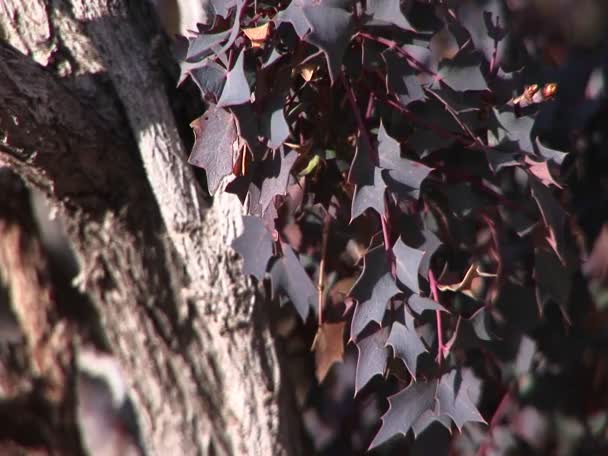 Hojas púrpuras en un árbol — Vídeos de Stock