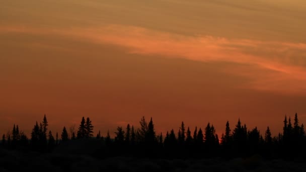 Zonsondergang met silhouet bomen — Stockvideo