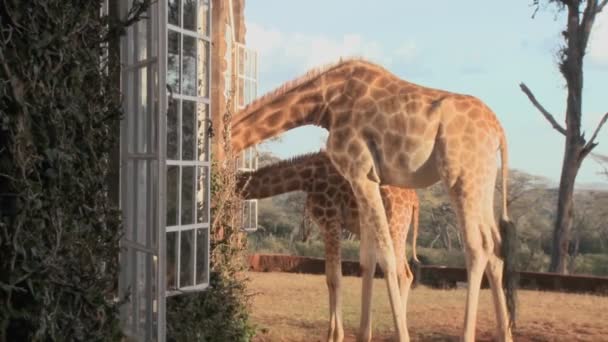 Girafas enfiam cabeças na janela — Vídeo de Stock