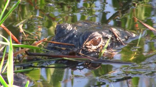 Alligator kamrater ut från strax ovanför vatten — Stockvideo