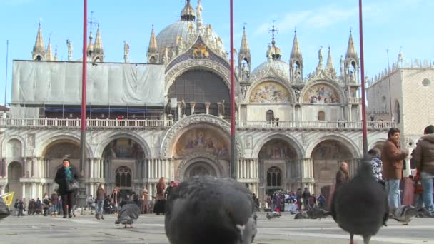La gente nutre i piccioni in Piazza San Marco — Video Stock
