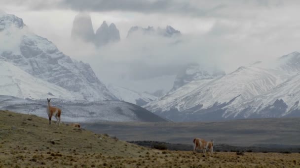 Llamas de guanaco caminan por una llanura abierta — Vídeo de stock