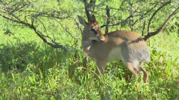 A deer in the african wilderness cleaning itself — Stock Video
