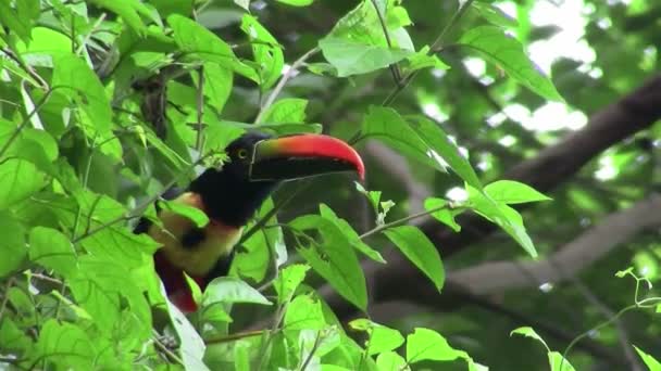 Toucan bird zit op boom — Stockvideo