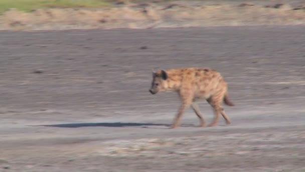 Een hyena onderzoekt een Afrikaanse vlakte. — Stockvideo