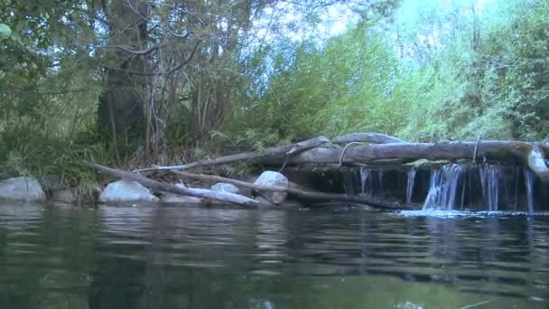 Rainbow trout swimming — Stock Video