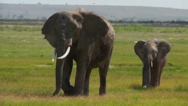 Elefant spaziert mit Baby — Stockvideo