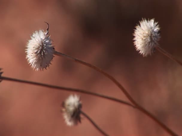 Desierto flores silvestres — Vídeo de stock