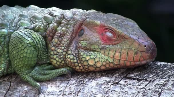 Um lagarto colorido ou iguana — Vídeo de Stock
