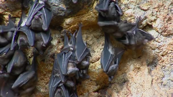 Fledermäuse hängen an einer Wand — Stockvideo