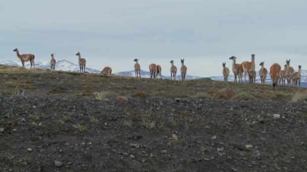 Guanaco stå tillsammans i bildandet — Stockvideo