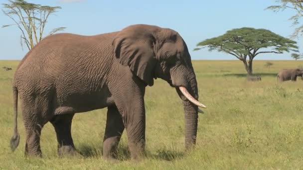 Elefantes relajarse en las llanuras — Vídeo de stock