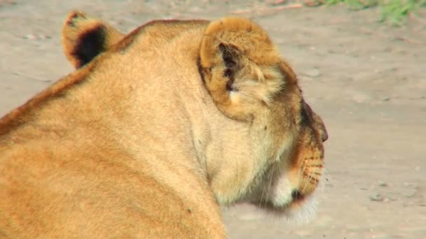 雌ライオンのプロファイル — ストック動画
