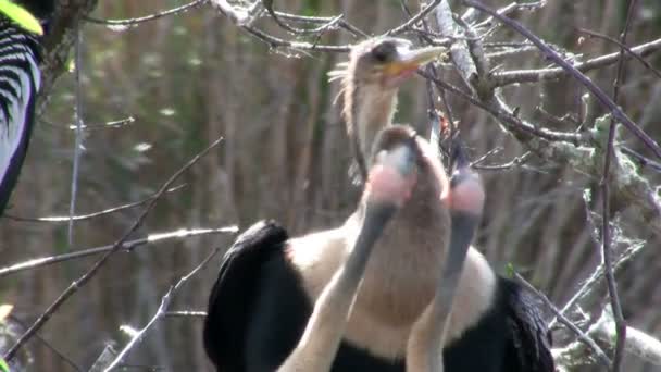 Aves anidando en los Everglades — Vídeo de stock