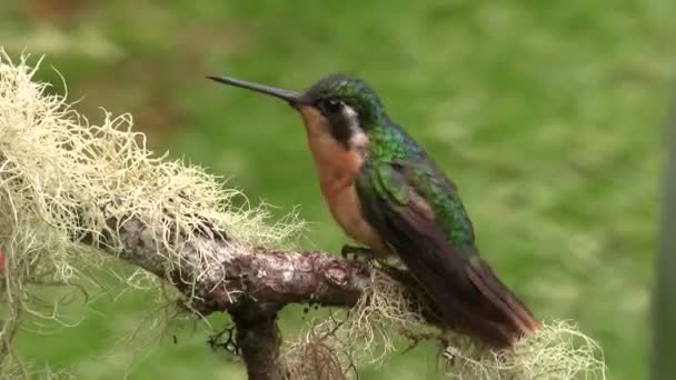 Sinek kuşu bir ağaçta oturuyor — Stok video