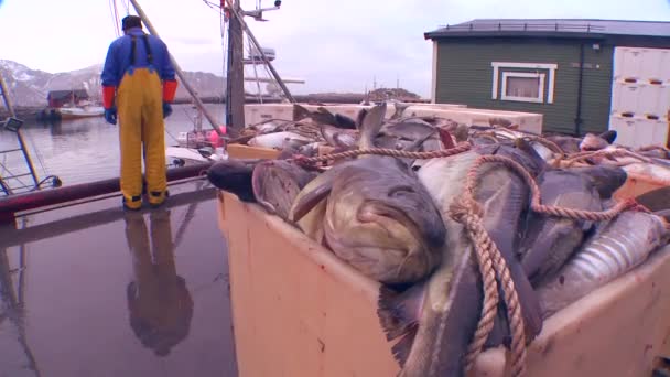 De aangegeven trawlers visser op een dok — Stockvideo