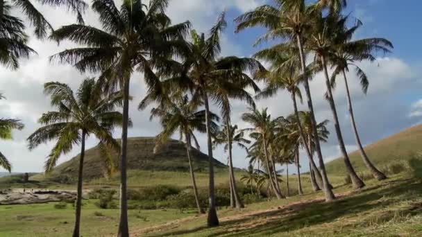 Palmbomen blazen in de wind — Stockvideo