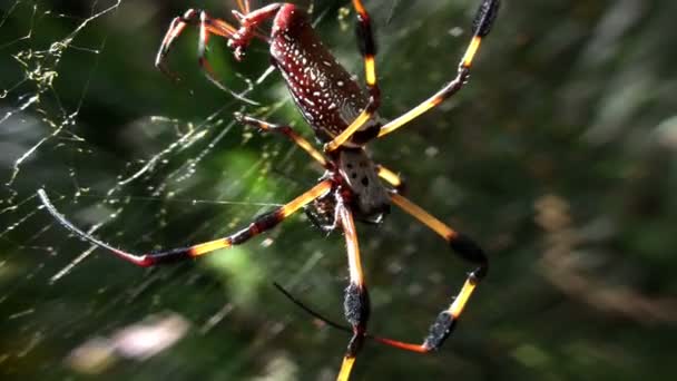 Golden web spider with young — Stock Video