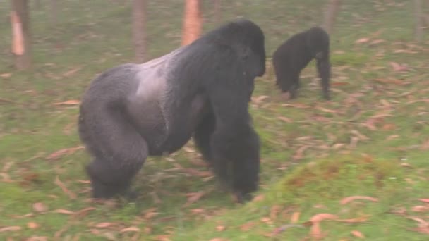 Gorillas family walk in jungle — Stock Video