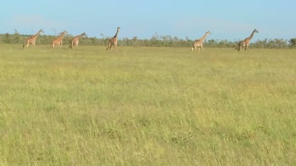Giraffes cross savannah — Stock Video
