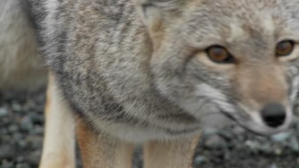Fox in de regio Patagonië — Stockvideo
