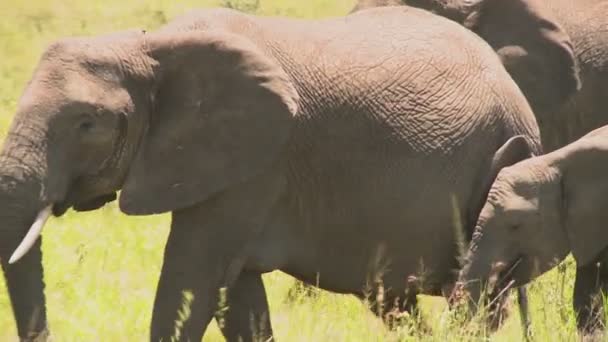 Afrikanische Elefantenwanderung — Stockvideo