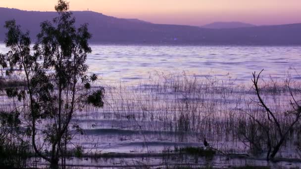 Grasses grow in the Sea Of Galilee — Stock Video