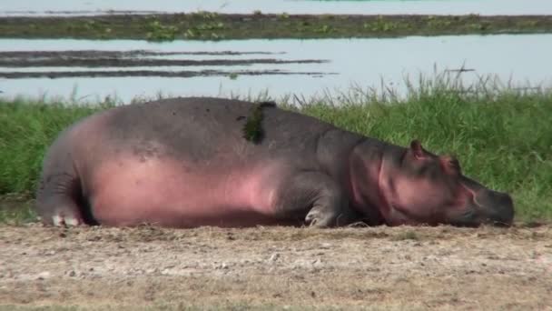 https://st2.depositphotos.com/4437779/7969/v/600/depositphotos_79696792-stock-video-a-hippo-asleep-by-a.jpg