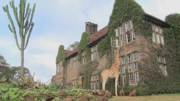 Giraffenmühle außerhalb der Villa — Stockvideo