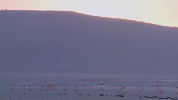 Flamencos caminar en el lago Nakuru — Vídeo de stock