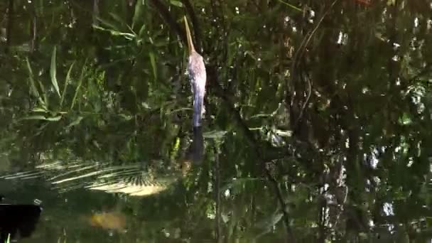 Pájaro del manglar en pantano — Vídeos de Stock