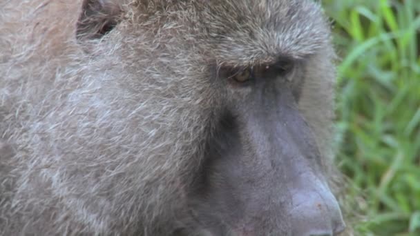 У бабуина на лице блохи и клещи собраны — стоковое видео