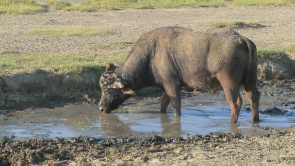 Cape buffalo βόσκηση σε μια τρύπα πότισμα — Αρχείο Βίντεο
