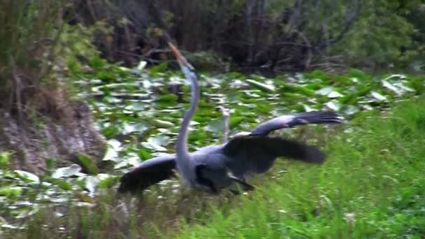 Zwei Vögel nehmen an einem Paarungsritual teil — Stockvideo