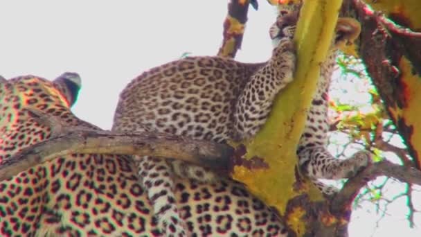 Leopardos mãe com filhote na árvore — Vídeo de Stock