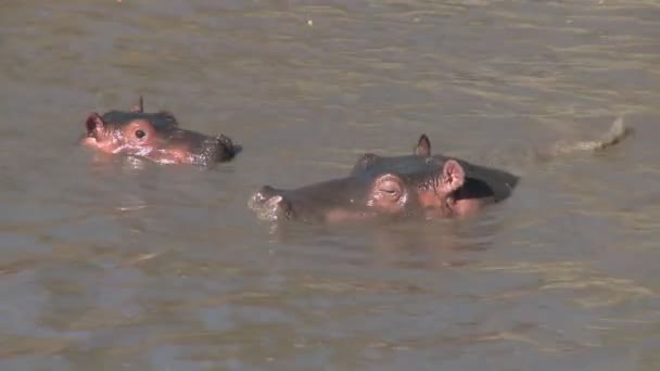 Una vaina de hipopótamos yacen en un río — Vídeo de stock