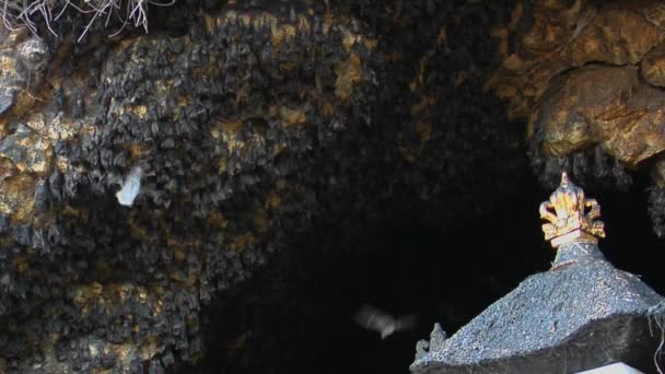 Fledermäuse hängen an einer Wand — Stockvideo