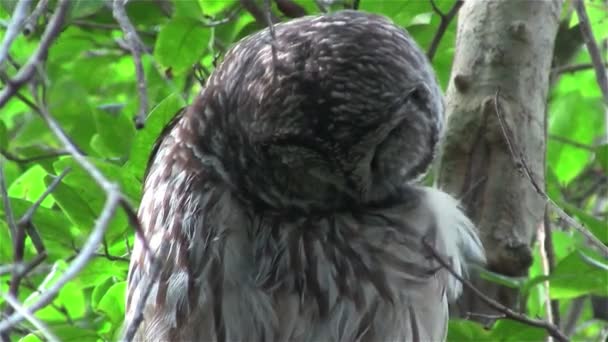 Oyuk baykuşu etrafına bakıyor — Stok video
