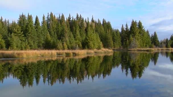 Skog av återspeglas i sjön — Stockvideo