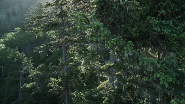 Filtros de luz através das árvores na Califórnia — Vídeo de Stock