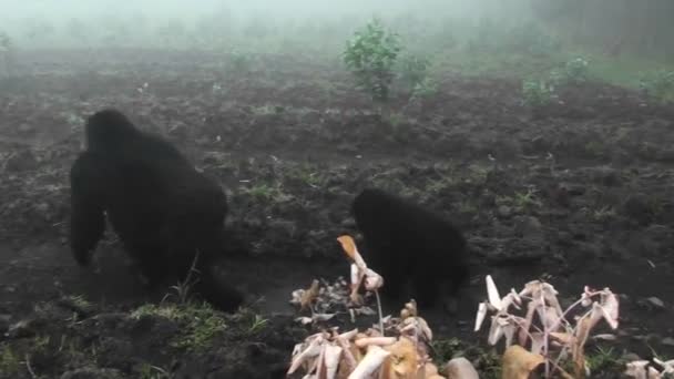 Familia de gorilas paseo en la selva — Vídeos de Stock