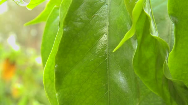 Feuilles dans une forêt tropicale humide — Video